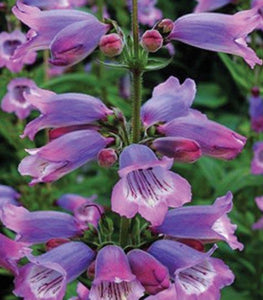 Penstemon 'Stapleford Gem'