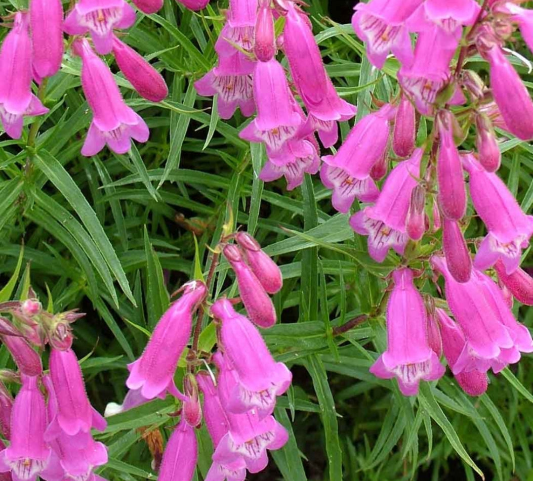 Penstemon 'Summertime Pink'