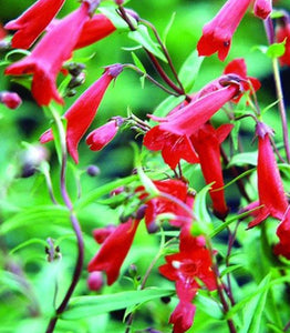 Penstemon 'Windsor Red'