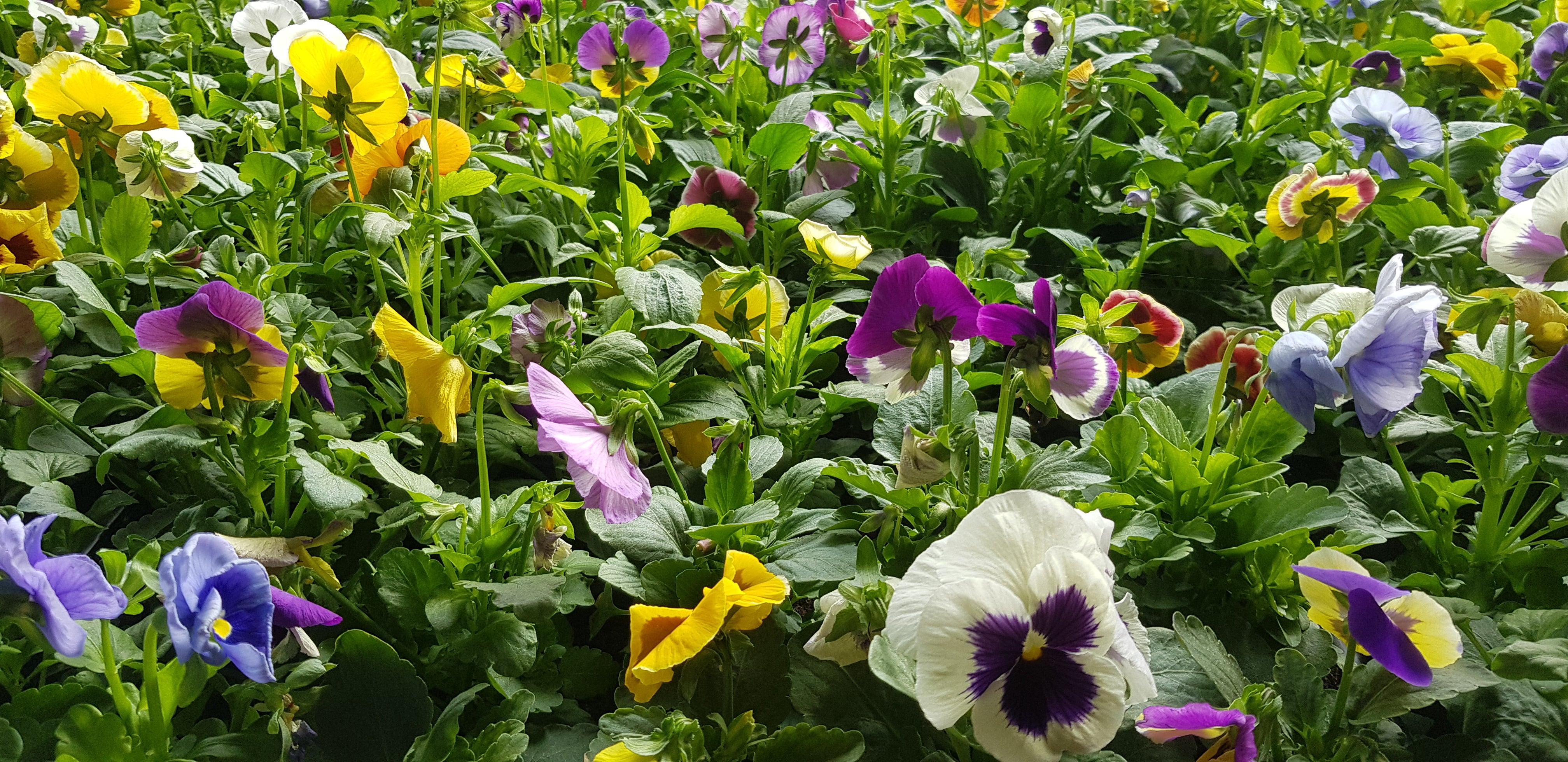 Pansy 6 Pack - Mixed Colours (6 Plants)