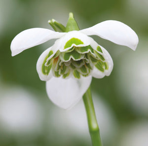 Snowdrop - Galanthus nivalis 'Hippolyta' - 1 Litre Pot