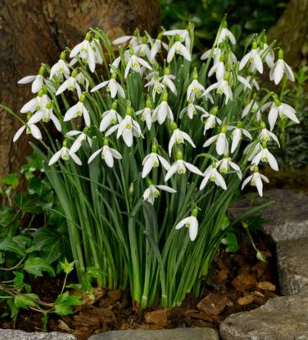 Snowdrop - Galanthus elwesii - 1 Litre Pot