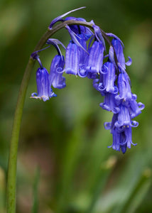 Bluebell 'True English' - Hyacinthoides non-scripta - 1 Litre Pot