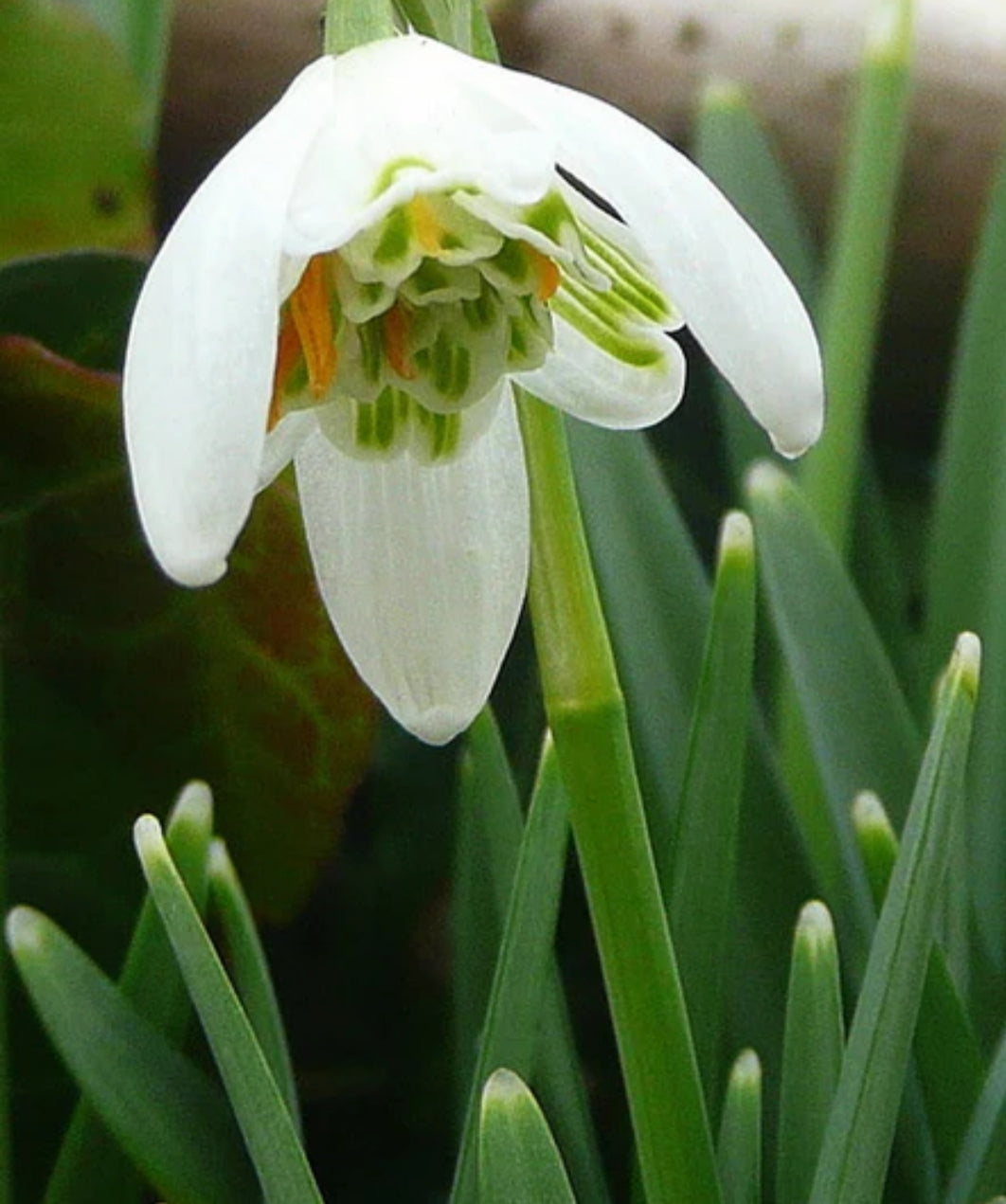 Snowdrop - Galanthus 'Flore Pleno' - 1 Litre Pot
