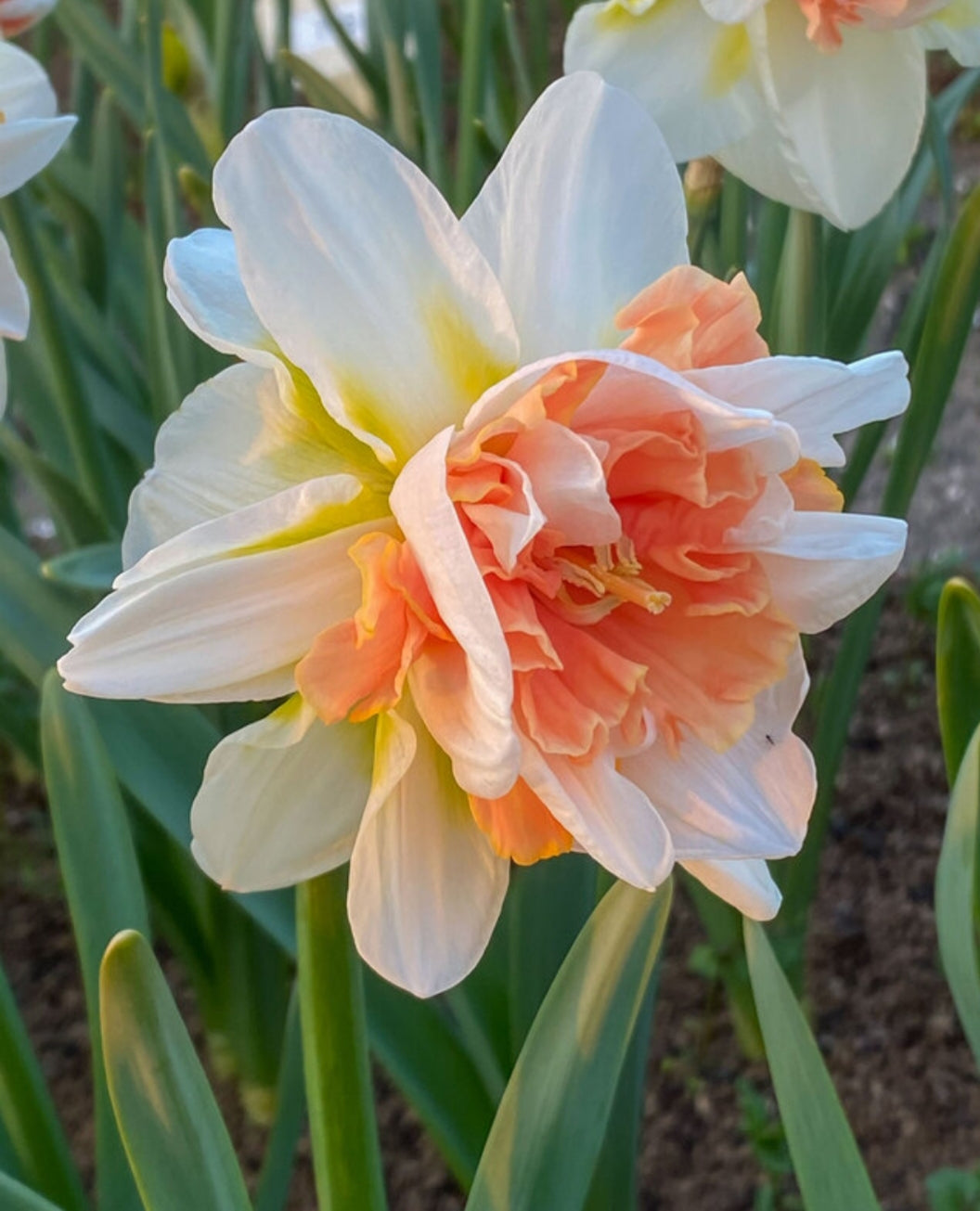 Daffodil My Story - 2 Litre Pot