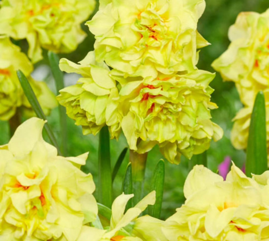 Daffodil Fairness - 2 Litre Pot