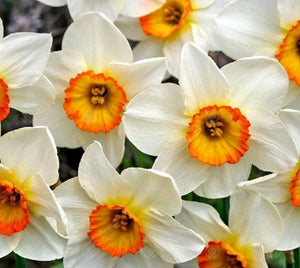 Daffodil Flower Record - 2 Litre Pot