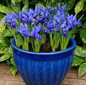 Iris Reticulata Blue (Dwarf) - 10.5cm Pot