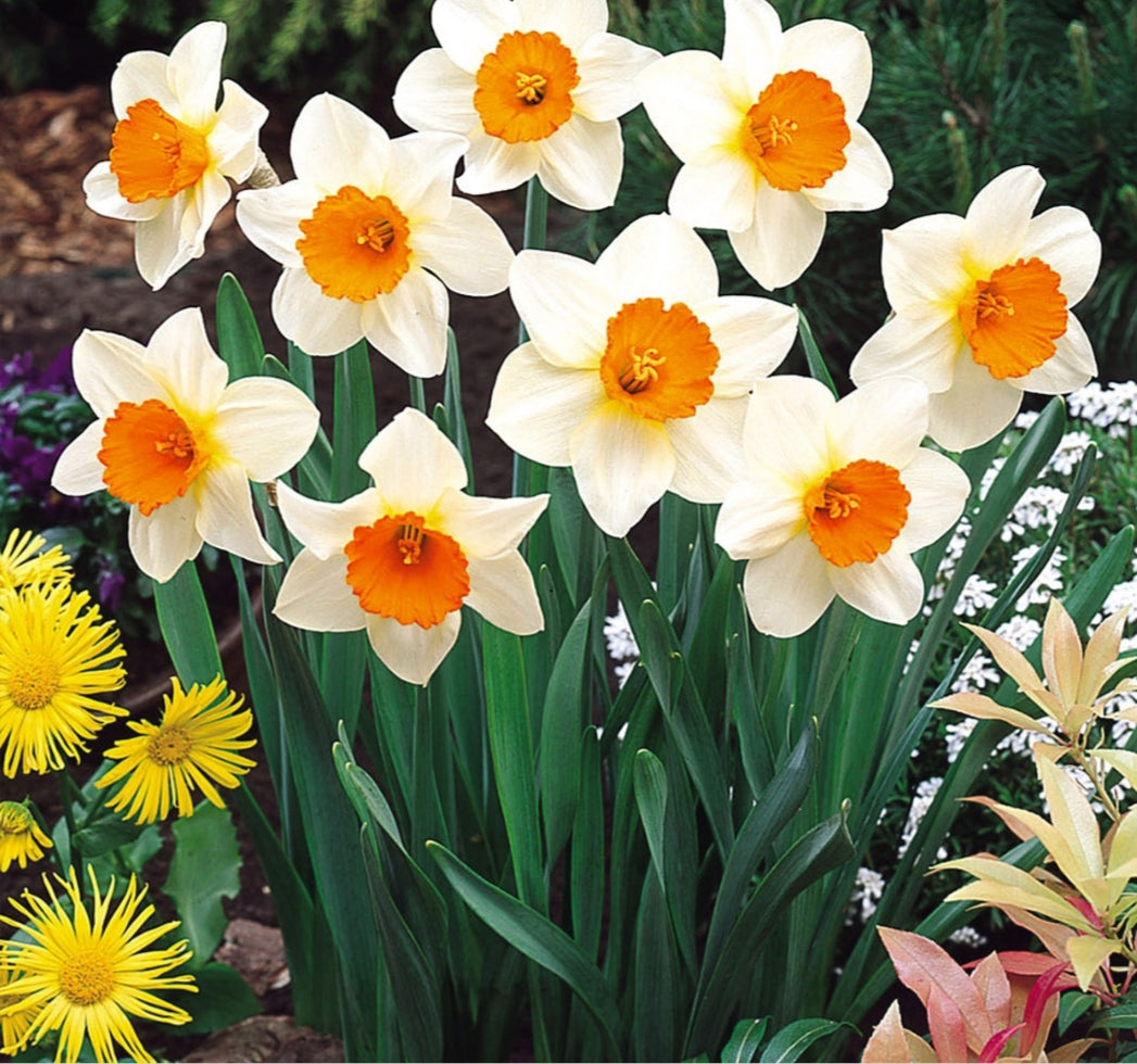 Daffodil Sempre Avanti - 2 Litre Pot