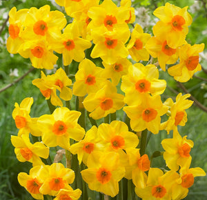 Daffodil Martinette - 10.5cm Pot