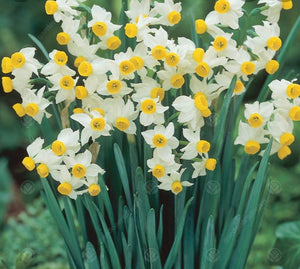 Daffodil Canaliculatus - 10.5cm Pot