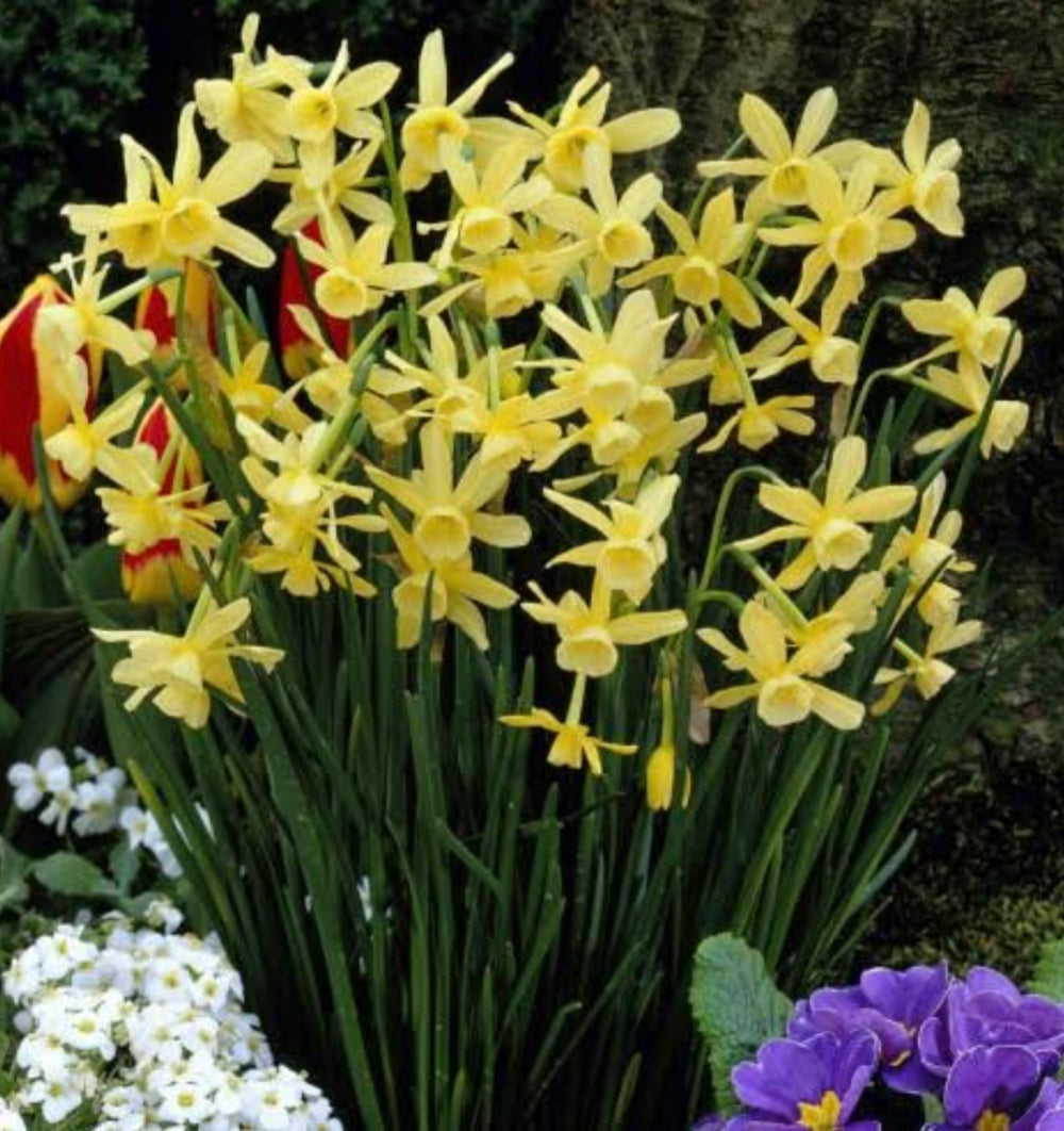 Daffodil Hawera - 10.5cm Pot