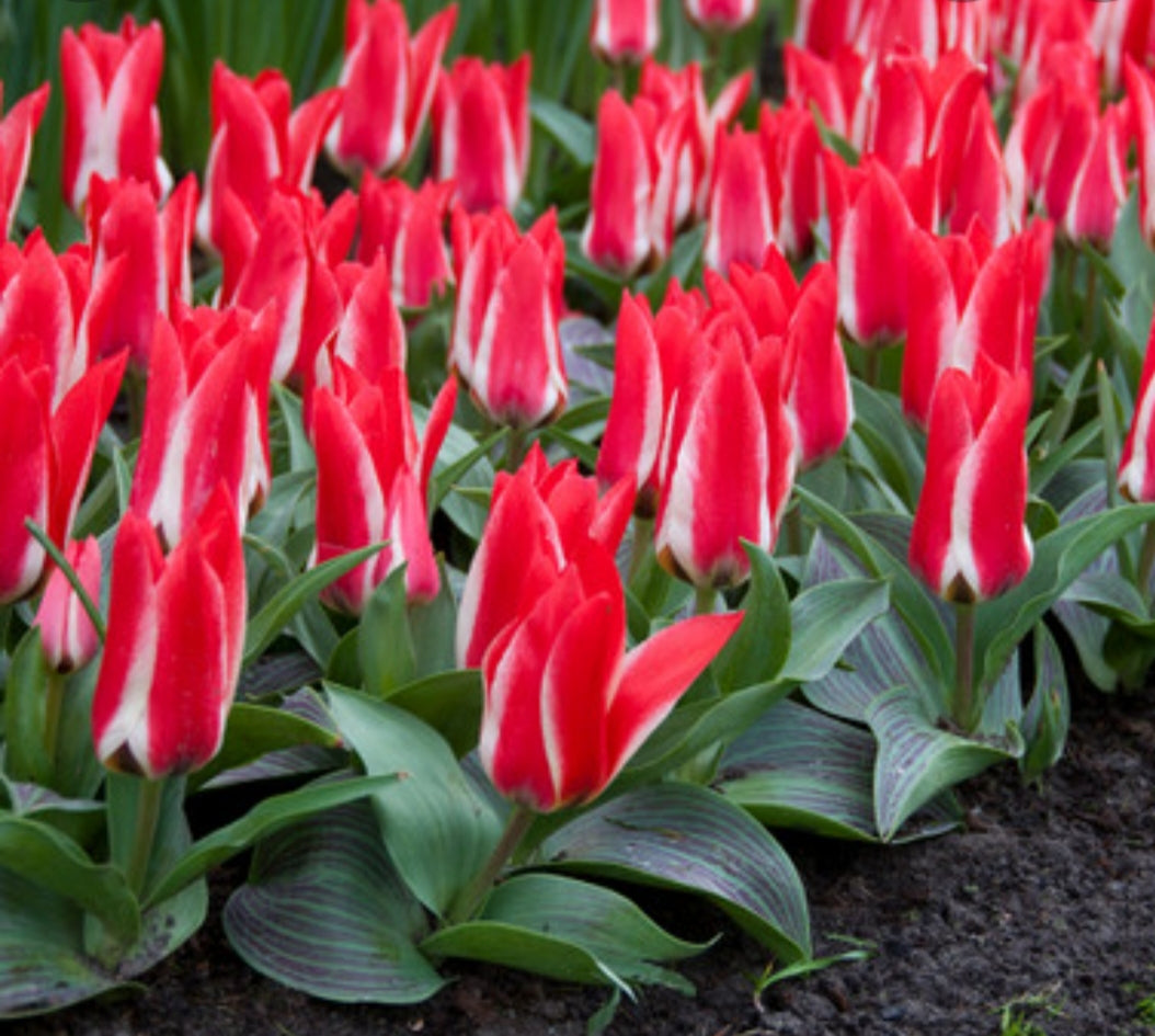 Tulip Pinocchio - 1 Litre Pot