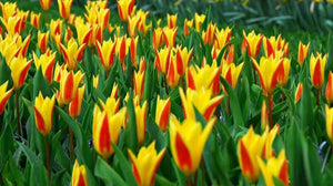 Tulip Giuseppe Verdi - 1 Litre Pot