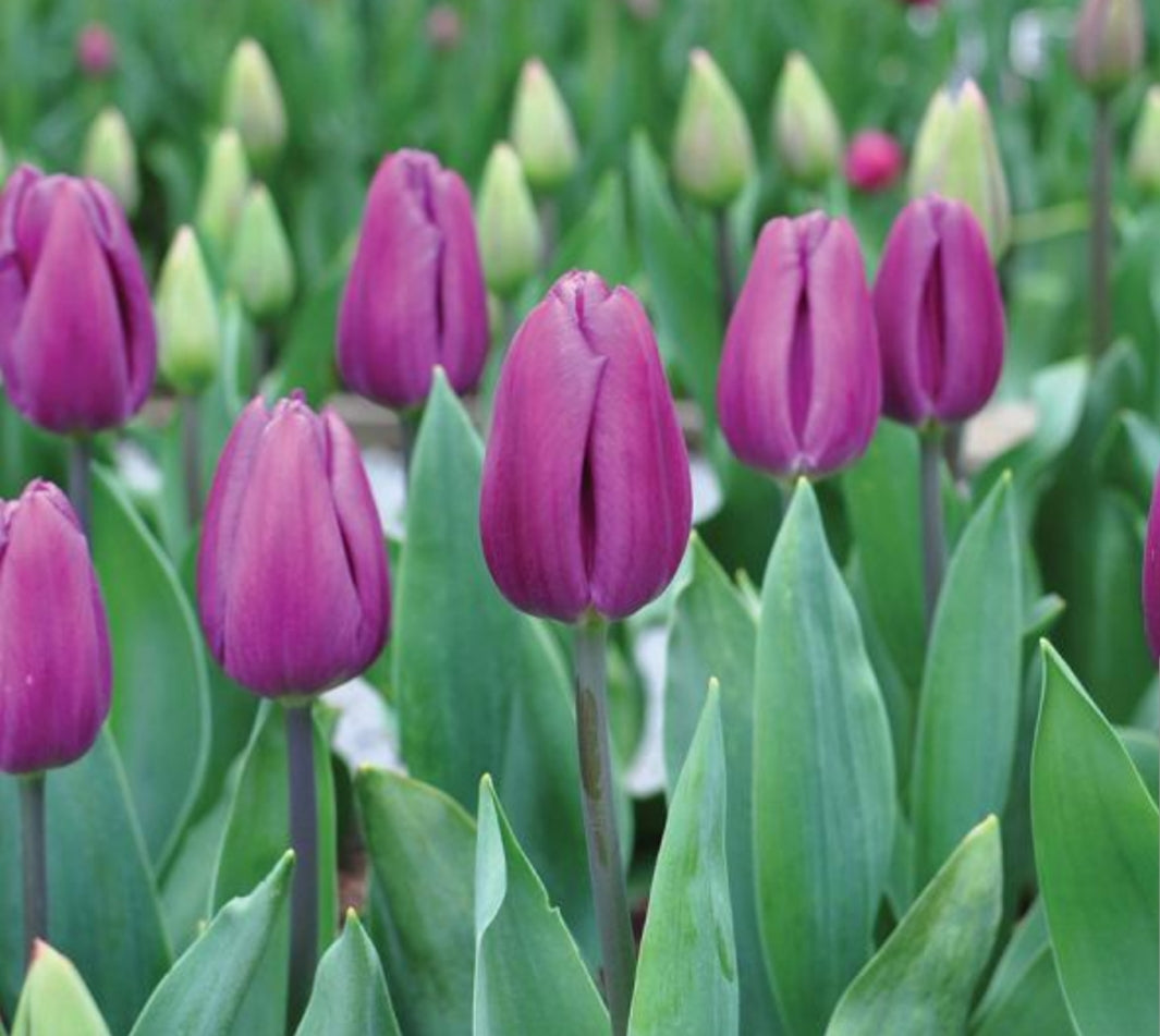 Tulip Purple Flag - 1 Litre Pot