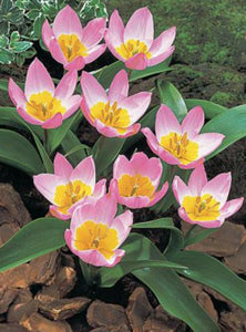 Tulip Bakeri Lilac Wonder - 10 Bulbs