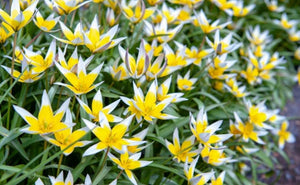 Tulip Dasystemon Tarda - 1 Litre Pot