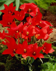 Tulip Linifolia - 1 Litre Pot
