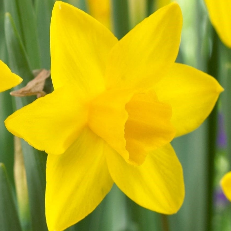 Daffodil Sweetness - 2 Litre Pot