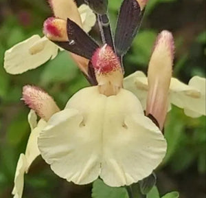 Salvia 'Harvest Sunset'