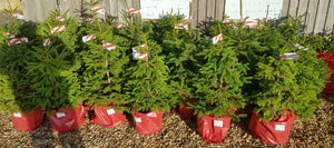 Pot grown Christmas Tree - NORWAY SPRUCE 90-120cm high above pot.