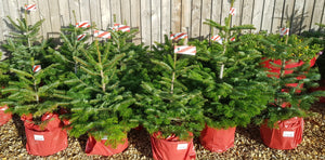 Pot grown Christmas Tree - NORDMAN FIR 60-100cm high above pot