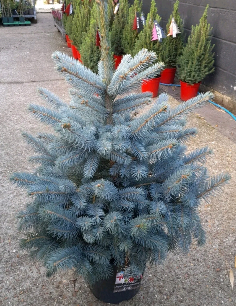 Pot Grown Christmas Tree - BLUE SPRUCE - 60 - 80cm high including the pot