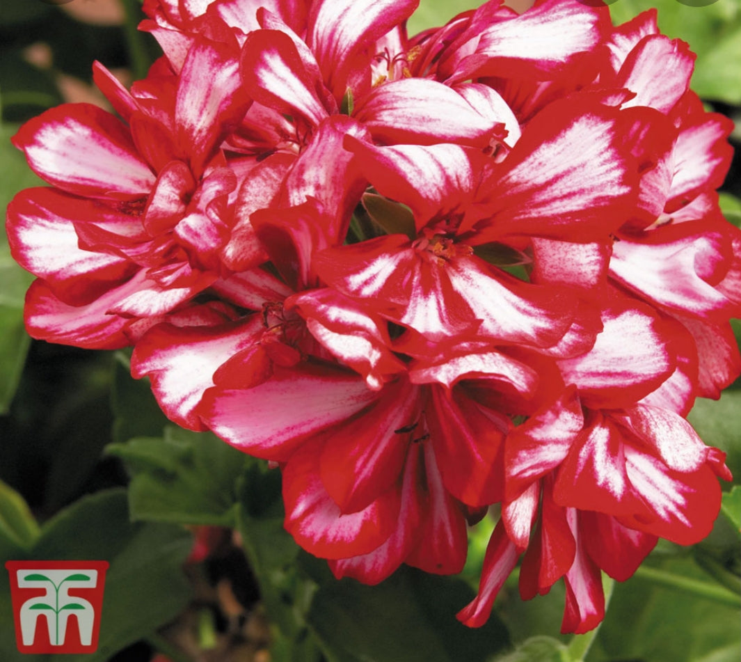 Pelargonium Grandeur Ivy Arctic Scarlet (Trailing Habit) - 10.5cm Pot