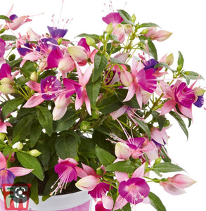 Fuchsia Fuchsita XL Rosy-Violet (Upright + Compact Habit) 10.5cm Pot