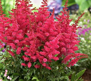 Astilbe - Younique Carmine - 2 Litre Pot