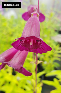 Penstemon 'Pensham Plum Jerkum'