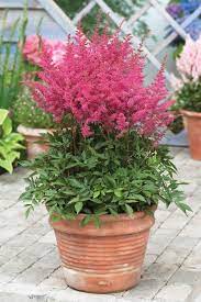 Astilbe - Younique Lilac - 2 Litre Pot