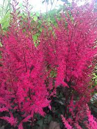 Astilbe - Mighty Chocolate Cherry - 2 Litre Pot